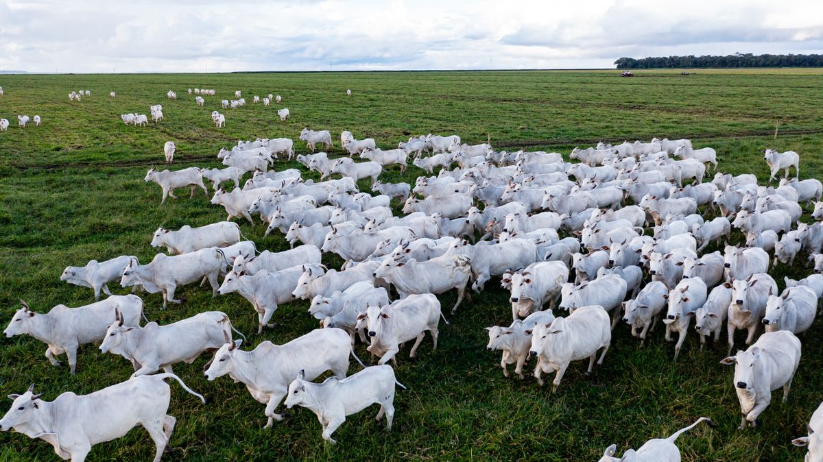 Bahia divulga a última campanha de vacinação contra Febre Aftosa no Estado