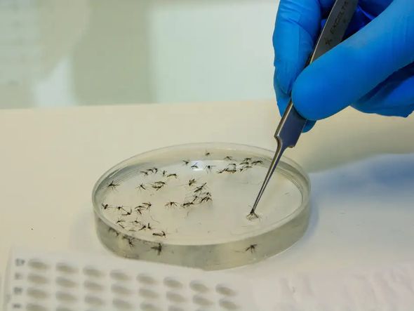 Imagem - Minas inaugura fábrica de mosquito modificado para combater dengue