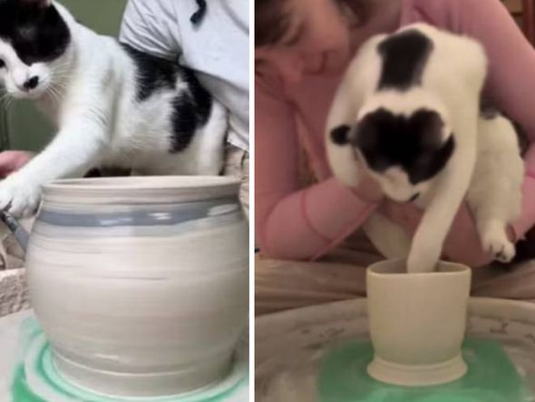 Imagem - Gato artesão 'esculpindo' produtos em argila viraliza nas redes sociais