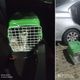 Imagem - Três pessoas são detidas flagradas abandonando nove gatos em Piatã