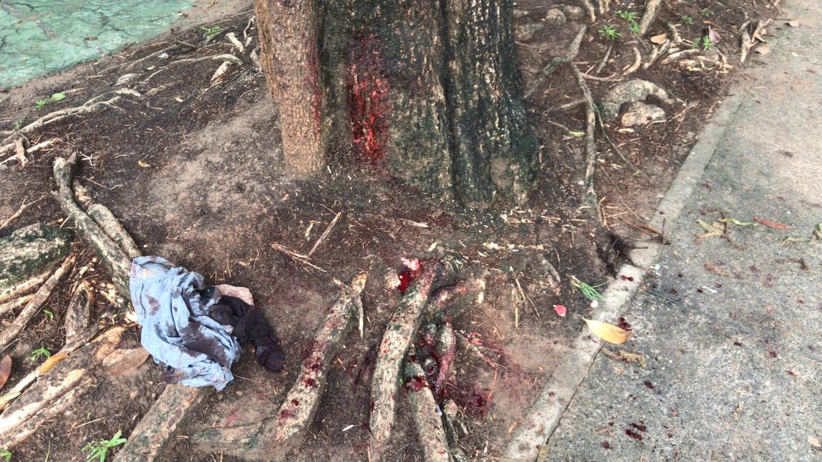 Sangue em árvore após o crime