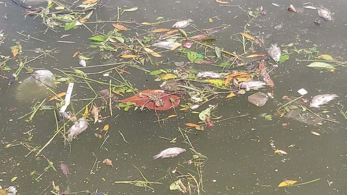 Peixes mortos no Dique