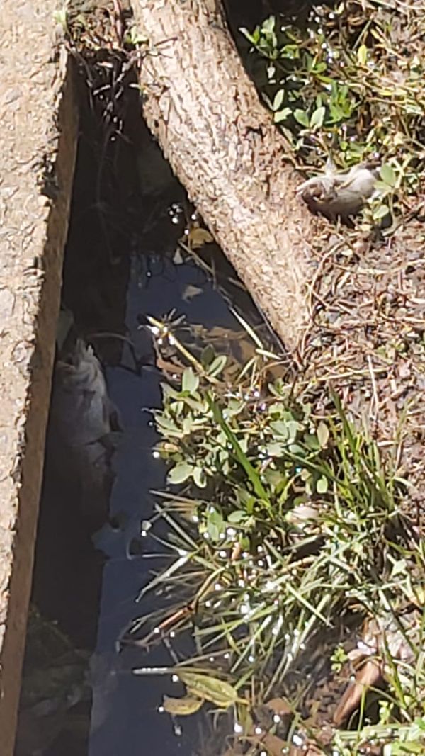Peixes mortos no Dique