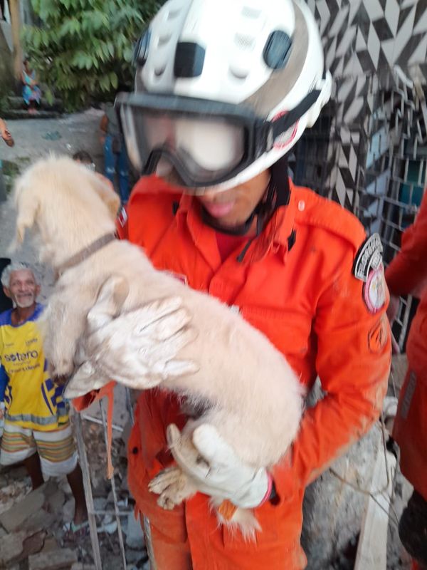 Cachorro foi resgatado de escombros em São Caetano