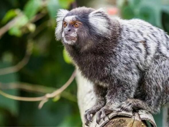 Imagem - Polícia prende casal que dopava e vendia macacos do Jardim Botânico