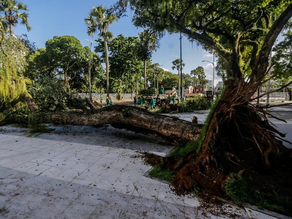 Imagem - 'Perigoso': moradores do Campo Grande relatam preocupação com quedas de árvores