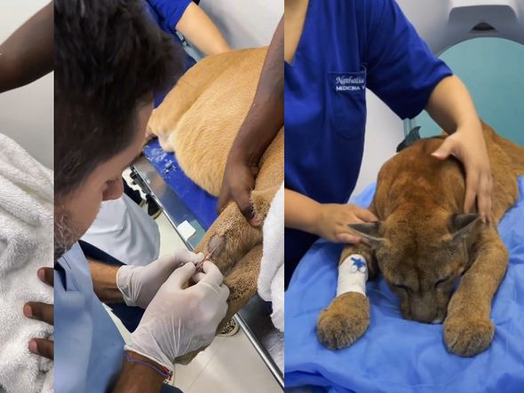 Imagem - Onça-parda de 14 anos do zoológico de Salvador passa por exames de tomografia