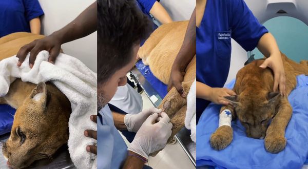 Onça-parda de 14 anos do zoológico de Salvador passa por exames de tomografia