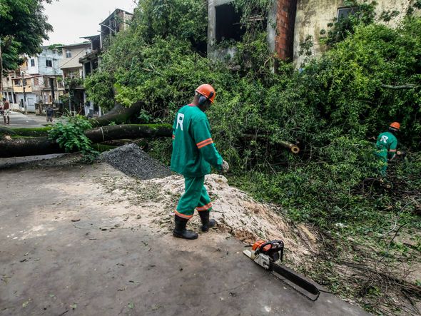 Imagem - Salvador registra mais uma queda de árvore por conta da chuva