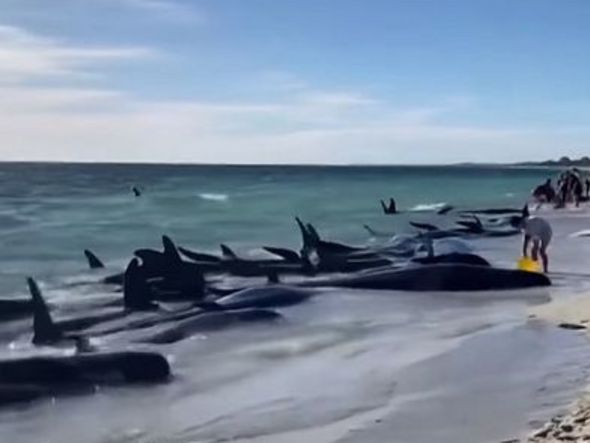 Imagem - Mais de 160 baleias-piloto são encontradas encalhadas em praia da Austrália