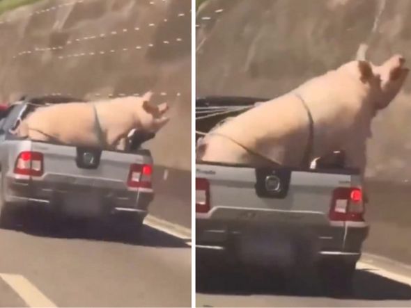 Imagem - Condutor flagra porco e cabrito sendo transportados na traseira de caminhonete