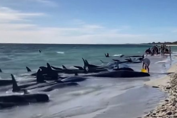 Mais de 160 baleias-piloto foram encontradas encalhadas em praia da Austrália