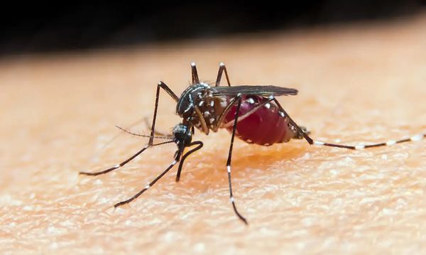 Mosquito-prego que transmite parasita responsável pela malária