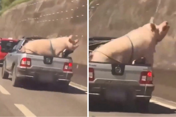Motorista gravou o momento em que um porco e um cabrito eram transportados em uma caminhonete em São Paulo