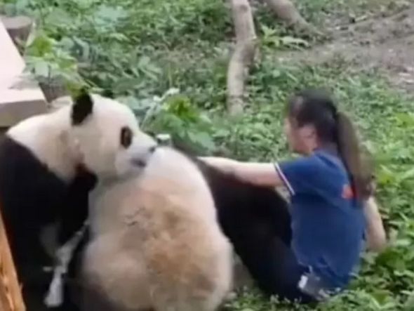 Imagem - Pandas atacam cuidadora que ia alimentá-los em zoológico na China