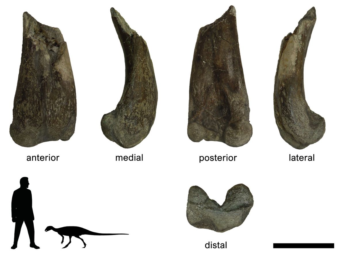 
A Tietasaura é a primeira espécie no Brasil de um dinossauro do grupo dos ornitísquios