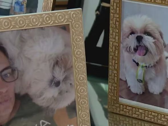 Imagem - Cachorro morre após ir a pet shop em Vitória da Conquista