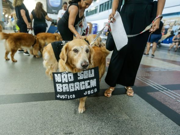 Imagem - Câmara aprova projeto que obriga aéreas a rastrear transporte de pets