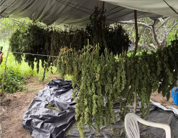 Polícia encontra plantação com 10 mil pés de maconha no interior da Bahia