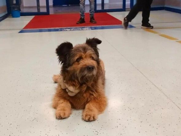 Imagem - Cachorro espera dono por horas em pronto-socorro na Itália