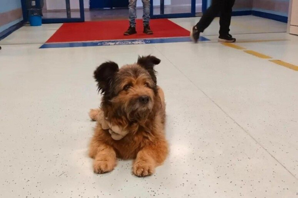 O animal aguardou seu tutor idoso por cerca de quatro horas em frente à entrada do pronto-socorro