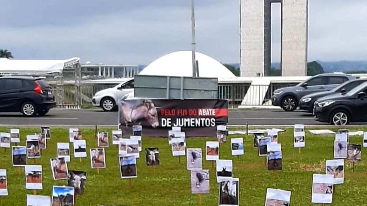 Protesto pelo fim do abate de jumentos em Brasília, em julho do ano passado