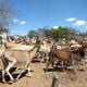 Imagem - Bahia tem maior rebanho de jumentos do país e exporta pele para China