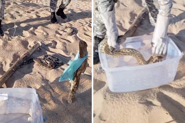 Uma cobra sucuri foi resgatada por agentes da Guarda Civil Municipal