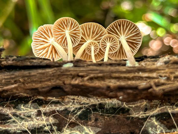 Imagem - Caça aos cogumelos: trilhas para observação são criadas em dois parques baianos