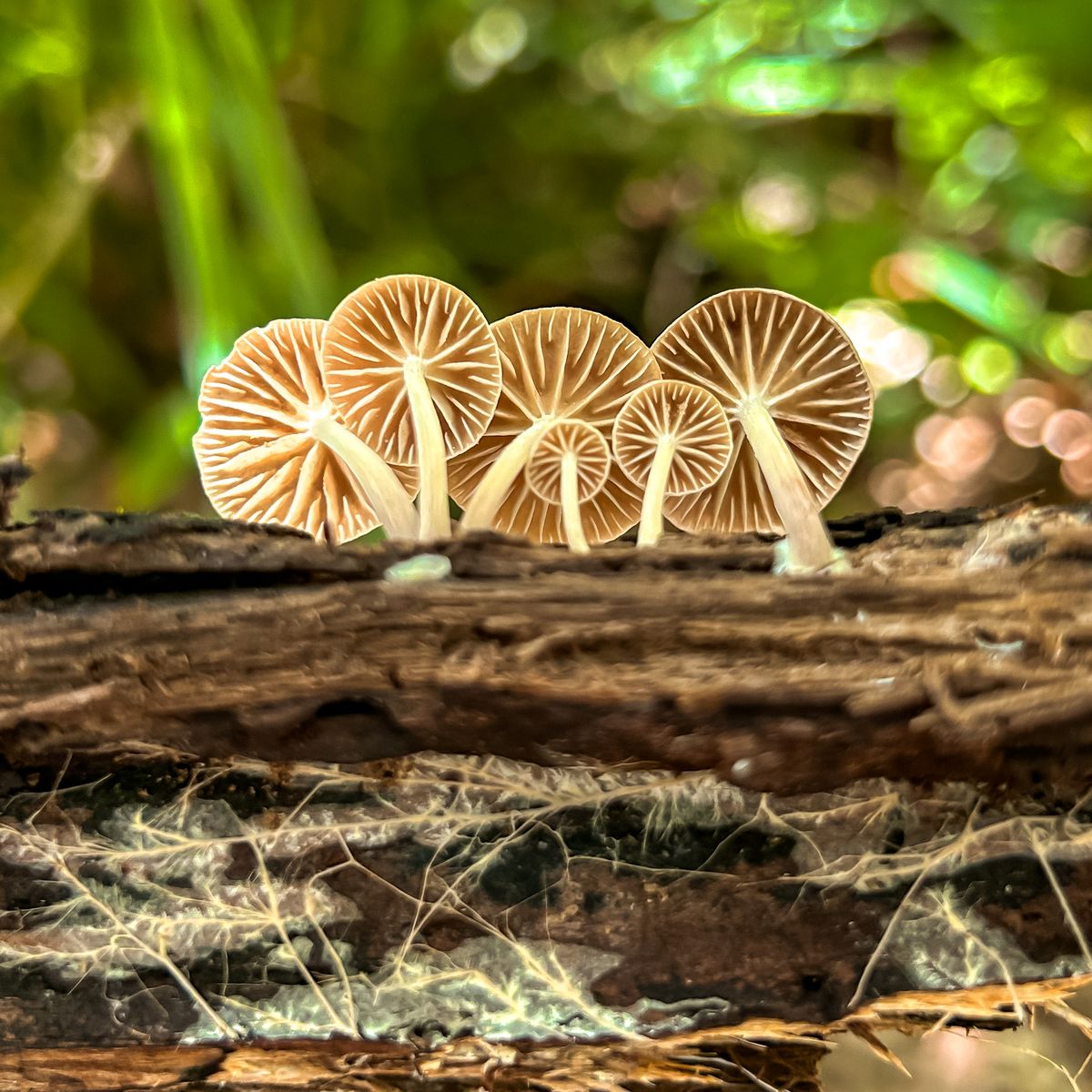 cogumelos