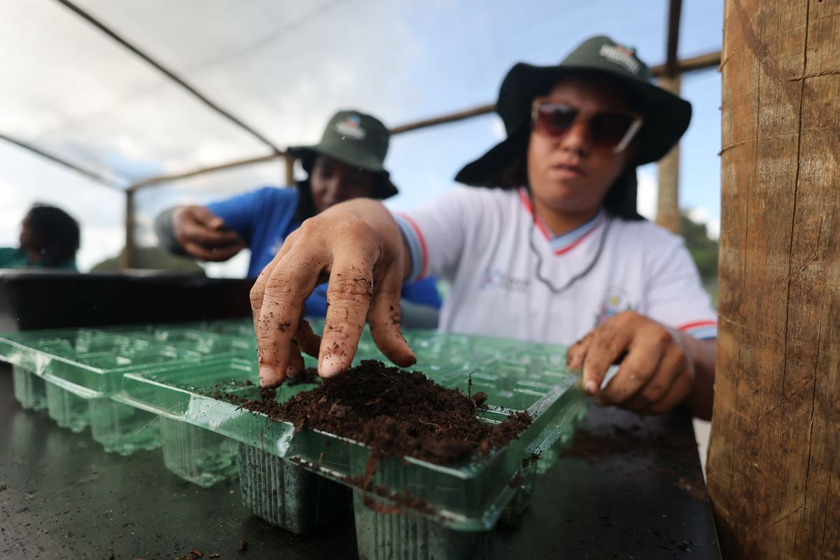 Projeto Reflorestando a Caatinga quer reverter cenário de degradação do bioma