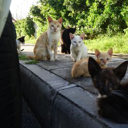 Imagem - A história se repete: Uma nova colônia de gatos preocupa moradores em Stella Maris