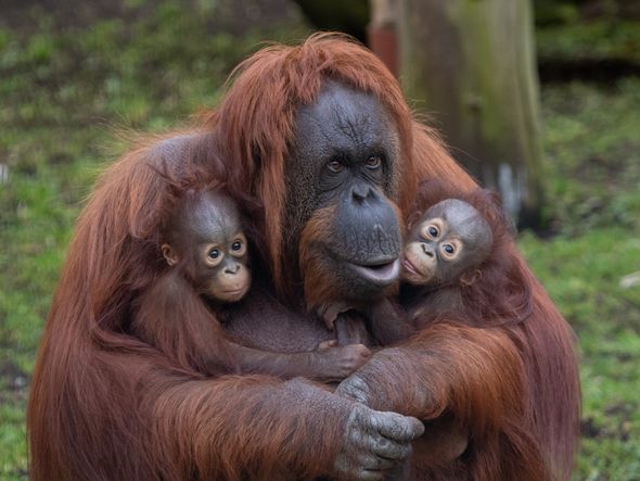 Imagem - Malásia anuncia plano de doação de orangotangos para quem comprar óleo de palma