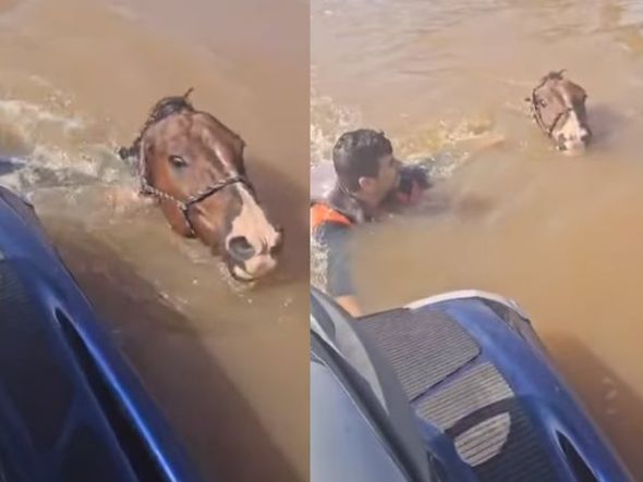 Imagem - Vice-prefeito se arrisca para salvar cavalo em enchente de Canoas