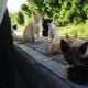 Imagem - A história se repete: Uma nova colônia de gatos preocupa moradores em Stella Maris