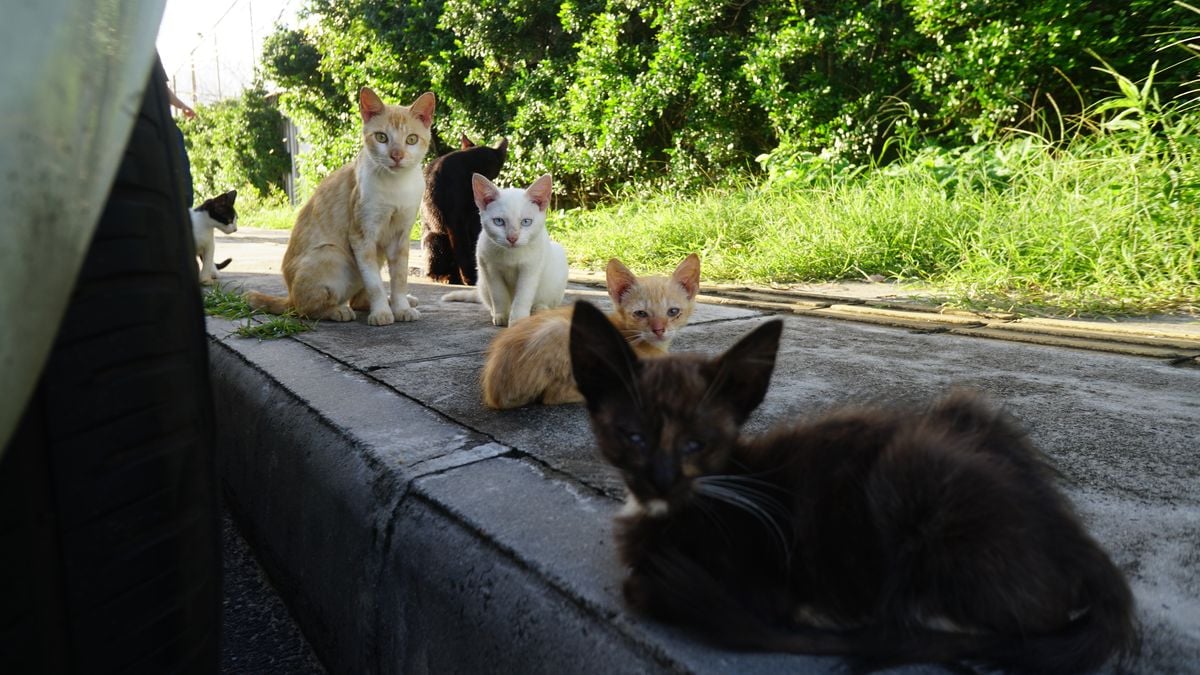 A colônia de gatos fica na Alameda Rio da Prata em Stella Maris