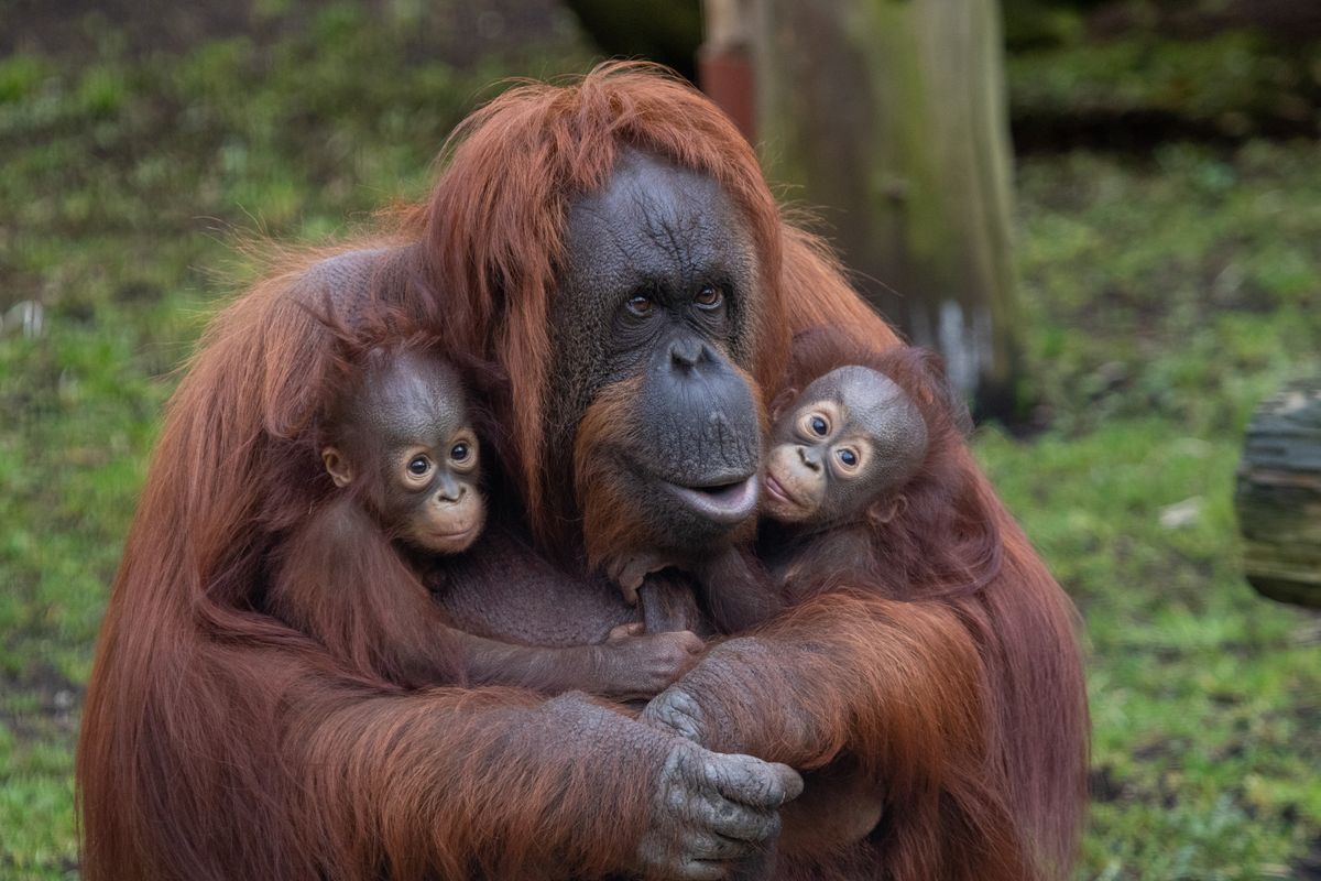 Família de orangotangos 