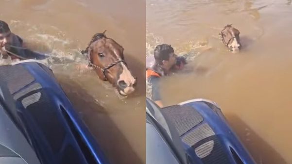 Imagens do cavalo sendo resgatado