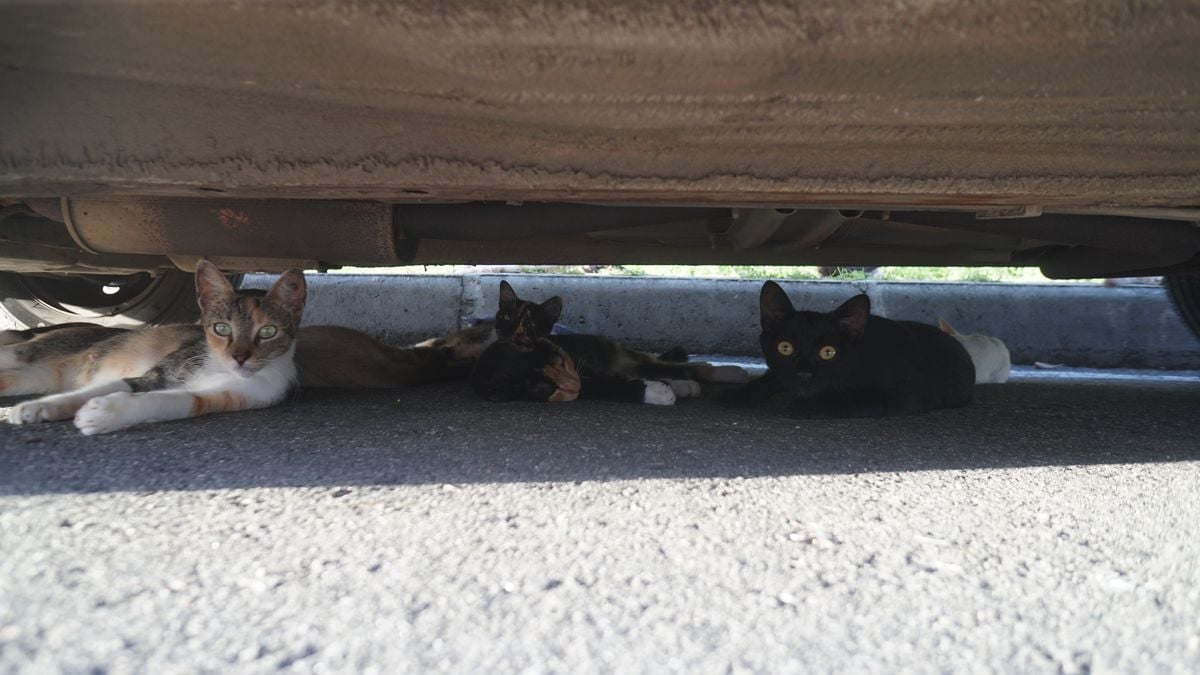 Muitos dos gatos se abrigam abaixo dos carros estacionados na rua