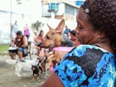 Imagem - Castramóvel inicia castrações gratuitas para cães e gatos em Salvador