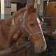 Imagem - Após resgate, cavalo Caramelo está desidratado e tem quadro de saúde estável
