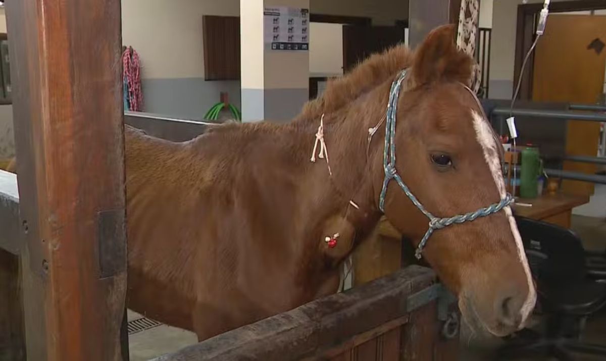 Cavalo Caramelo tem sido acompanhado por veterinários