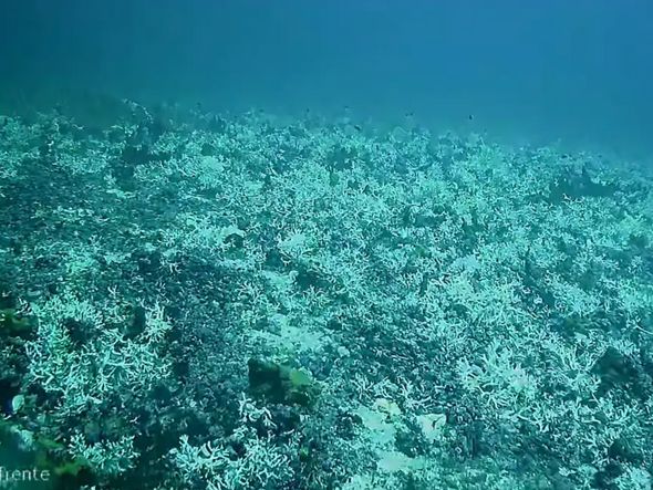 Imagem - Branqueamento de corais é registrado a 60 metros de profundidade