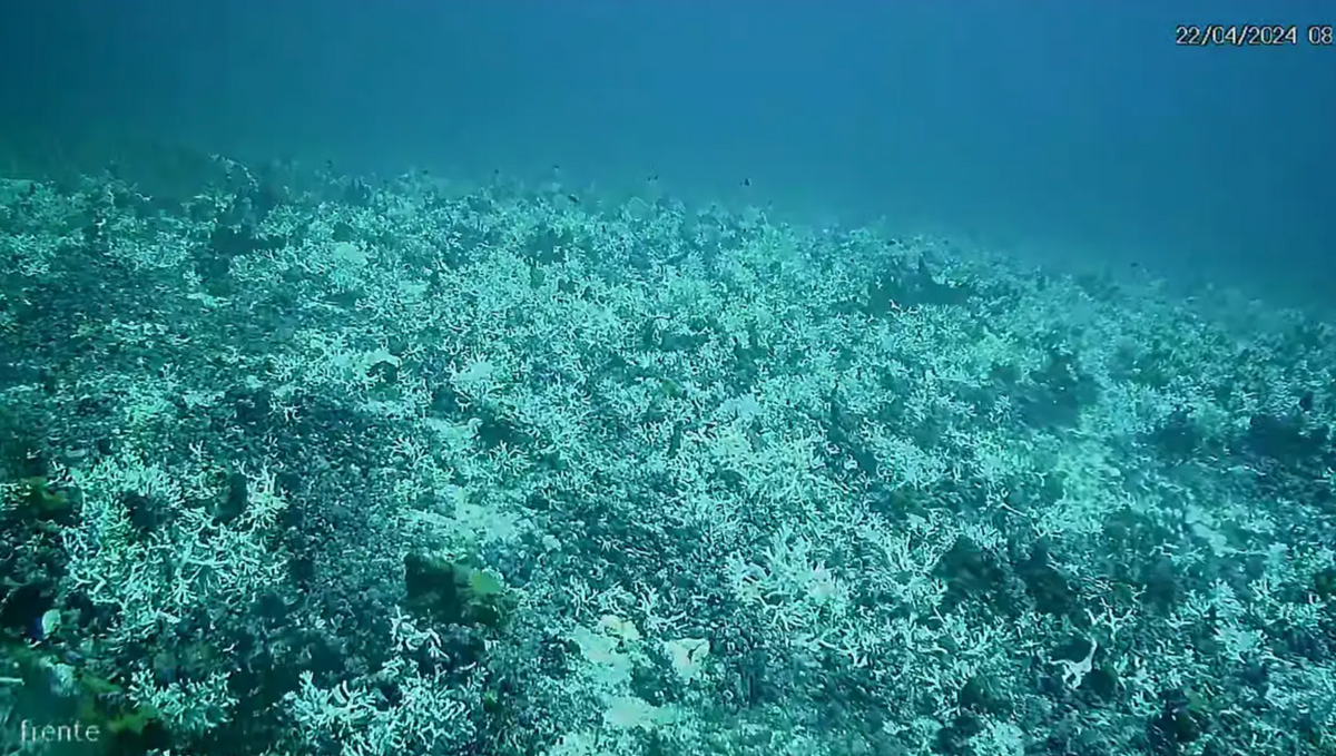 Branqueamento de corais na América do Sul