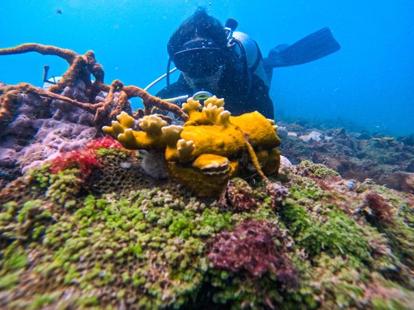 Imagem - Corais da Ilha de Maré são restaurados por jovens da região