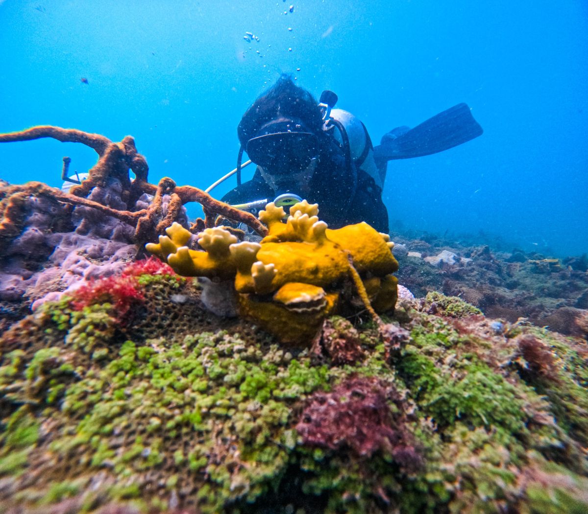 O grupo restaura os recifes de corais da Baía de Todos-os-Santos