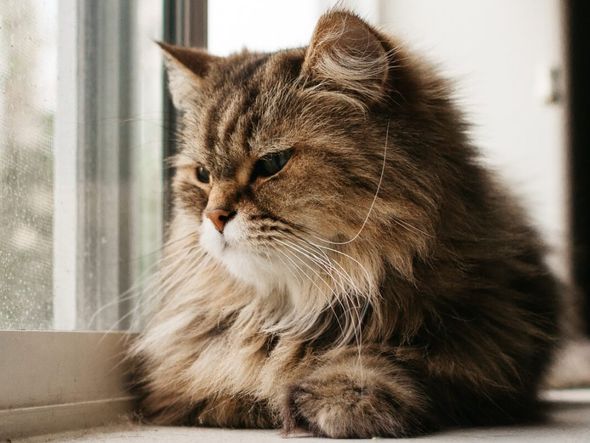 Imagem - 7 coisas que deixam os gatos estressados
