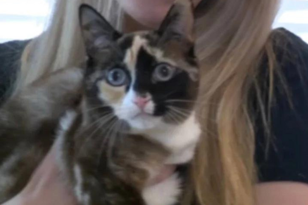 A gata Galena foi encontrada na Califórnia depois de ter sido selada em uma caixa da Amazon por seis dias