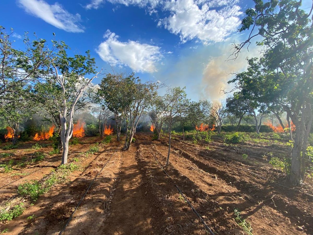 Em ação conjunta, PF realiza erradicação de plantios de maconha no norte da Bahia