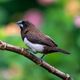 Imagem - Aves surpreendem cientistas ao apresentar troca de sexo; entenda